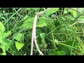 recommend a kind of autumn beans the best fall beans for your garden s001 【yi life】