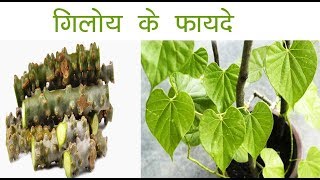 Ayurvedic Benefits of Giloy for Skin Problems | Acharya Balkrishna