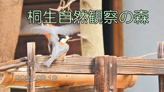 桐生自然観察の森　2022.03.13