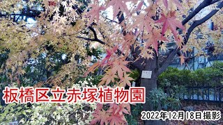 【4K】板橋区立赤塚植物園・モミジ・サザンカ・スイセン（2022年12月18日）