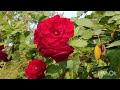 Red Rose Flower Love Rose 🌹🌹🌹