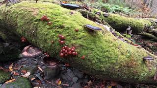 晩秋のブナの森・天然ナメコのヌルヌルが止まらない