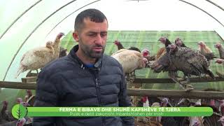 Promo - Toka - Ferma e bibave dhe shumë kafshëve të tjera