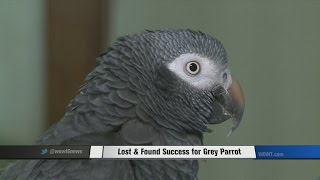 The Saga of Co Co, the Missing Grey African Parrot