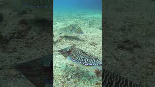 Sneaky Stalkers #cuttlefish #funfacts #funny #sea #ocean #nature