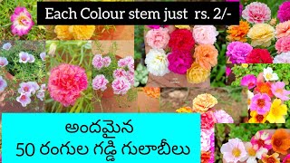 50 రంగుల అందమైన గడ్డి గులాబీలు/ online plant's shopping/ online seeds collection/ Best quality seeds