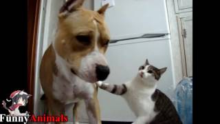 Pitbull Playing With Cats - Pitbull Vs Cat and Kittens Compilation 2017