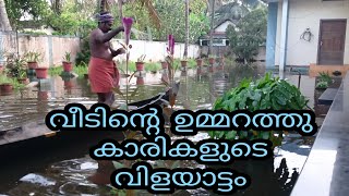 വീടിന്റെ ഉമ്മറത്തു കാരികളുടെ വിളയാട്ടം||kari chakara net fishing#kuttanadvillagefishing#kerala fish#