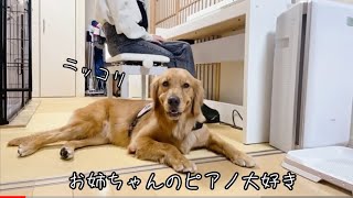 お姉ちゃんが弾くピアノ最高やねんゴールデンレトリバー　Golden retriever loves piano 피아노의 음색을 좋아하는 골든 리트리버