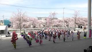 2022.サクラタウンよさこい〜春の特別祭~／奉納舞「この地へ」