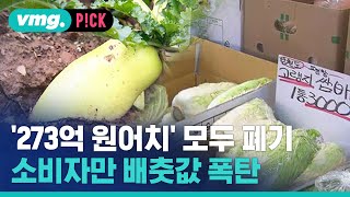 소비자만 배춧값 폭탄 이유는?...수확량 잘못 예측해 ‘273억 원어치’ 모두 폐기 / 비머pick / 비디오머그