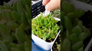 Lithops seedlings care