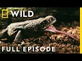 Monsters of the Costa Rica Jungle (Full Episode) | Dead by Dawn