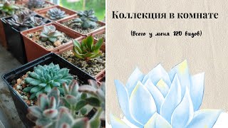 Коллекция суккулентов в комнате #succulents #суккуленты #эхеверия #echeveria #хавортия #haworthia