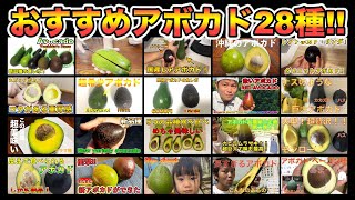 【完全版】オススメのアボカド28種！一挙大公開！！これを見るとかなりアボカドに詳しくなれるよ！