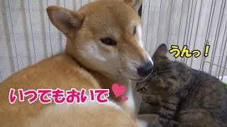 柴犬の寝床に侵入してまでも甘えてくる積極的な子猫---Kitten is affectionate.--