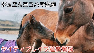 【ジュエルヨコハマが牝馬を出産】ケイティブレイブの初年度産駒が誕生