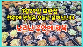 1월29일모란장 난리난 꽃안에행복 뭔일이래요 들어갈수가 없어요 천원짜리가 내놓기가 무서워요 ~