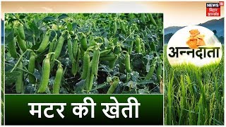 Annadata | मटर की फसल में रोगों के प्रकोप पर जानकारी | Peas Cultivation