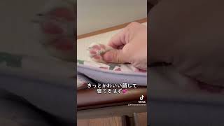 【期待を裏切る猫】かわいい寝顔が見れるはずだったのに…#shorts #猫