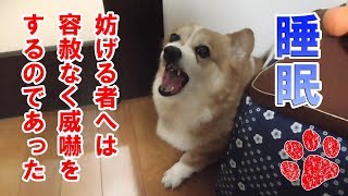 寝起きの悪さがこんなに違うのか！めっちゃ怖い犬(涙)【コーギーチロ】