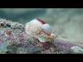 live cowrie shells from new caledonia stolida cribraria teres erosa ...