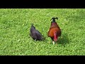 Coq Marans féconde ses poules . Rooster Marans fertilized his chickens