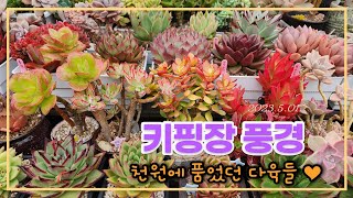 220501 다육스케치 ㅣ 키핑장 풍경 ㅣ 다육이 키우기 ㅣ 가야다육 ㅣ 천원에 품었던 국민다육