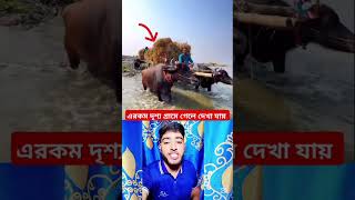 এরকম দৃশ্য গ্রামে গেলে দেখা যায় শুধু এই পশু  টাই পানি দিয়ে সাতরাইয়া যাইতে পারে #youtubeshorts #vid