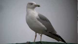 Presumed Caspian Gull hybrid