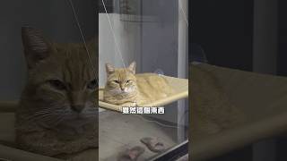 誰說可以承重22公斤？#cat #貓 #貓咪 #貓奴 #開箱 #吊床 #跳台 #評測