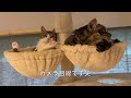 肉球がピンクの猫　a cat with pink paw pads