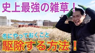 【雑草対策】最強チガヤの駆除する方法をご紹介いたします。