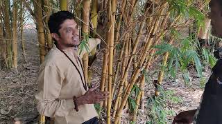 2971-2 Bamboo Farming in india 7697438222 बांस से खेती, किसान पाठशाला BALRAM KISAN