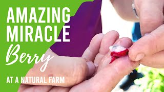 The Amazing Miracle Berry