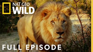 Man V. Lion | Full Episode