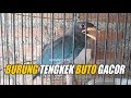 Burung Tengkek Buto Gacor | Burung Masteran