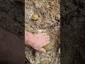 revealing a 170 million year old parkinsonia ammonite dorset fossilhunting shorts