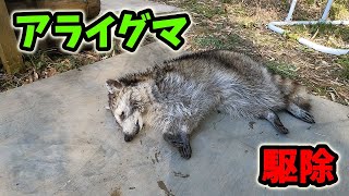 #1040【狩猟】アライグマ、電殺と血抜き～スムーズに電殺～