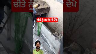 ਚੀਤੇ ਨੂੰ ਫੜ ਦੇ ਸੀ ਦੇਖੋ #viral #lion #socialmidiea