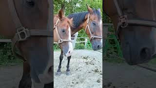 ねぇ僕の紹介動画はまだ〜？by坊っちゃん #horse #さっちゃん