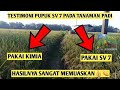 Testimoni pupuk SV 7 pada tanaman padi di daerah magetan | pt bsn