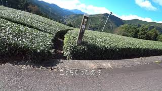 211023【自転車と行く東海自然歩道】５　絶景だよ上河内茶畑きついけど