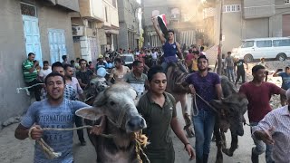 اكبر زفة عجول وجاموس عيد الاضحي