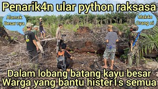 VIRAL PENAR1KAN KELUAR NYA ULAR PYTHON RAKSASA DARI LOBANG BATANG KAYU DI KEBUN WARGA SEMUA HEBOH