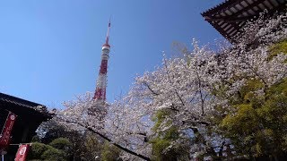 2019 東京都心の桜 - 芝公園(4K) Cherry Blossoms At The Center Of Tokyo - Shiba Park(UHD)