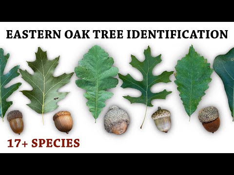 What types of trees produce acorns?