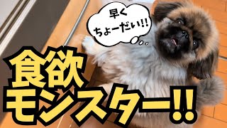 【犬の手作りごはん】愛犬の食欲∞、大喜びです♪