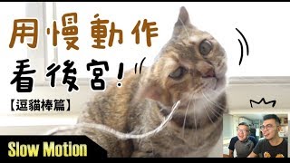 【黃阿瑪的後宮生活】用慢動作看後宮！逗貓棒篇