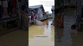 GEDE BANGET‼️IKAN PARI RAKSASA DI KALIMANTAN #shorts